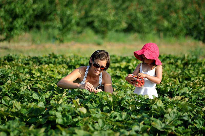 Scolaire agriculture responsable alimentation durable scolaire crt centre val de loire t martrou Scolaire