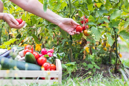 Scolaire agriculture responsable alimentation durable scolaire on se met au vert accueil paysan drome Scolaire