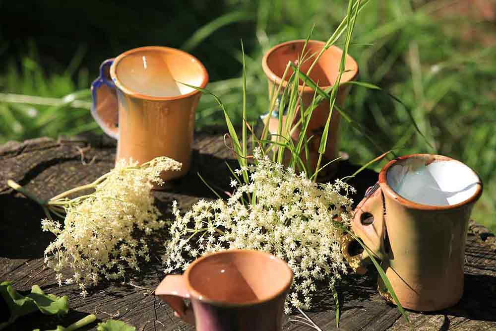 Scolaire atelier reconnaitre et cuisiner les plantes sauvage on se met au vert crt bretagne bourcier simon web Scolaire