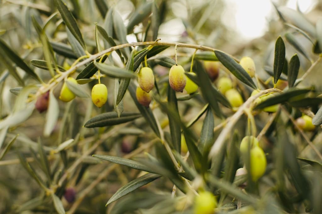 Visite d'une oliveraie lors d'un vpyage gourmand en Crète avec On se met au vert