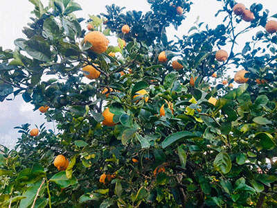 Oranger lors d'un voyage gourmand en Crète avec On se met au vert